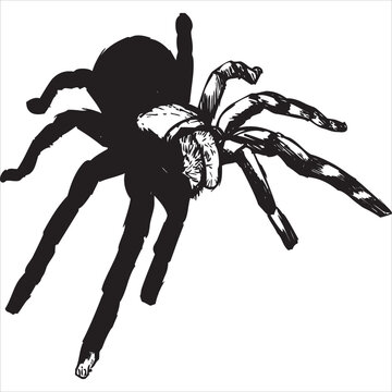 Vector, Image of spider, black and white color, with transparent background

