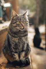 Portrait of brown striped cat sitting on wooden steps in autumn morning