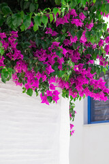 Bougainvillea flowers tree in Greece near traditional Cycladic houses