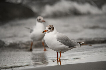 selective focus on beautiful young seagull standing on the seashore