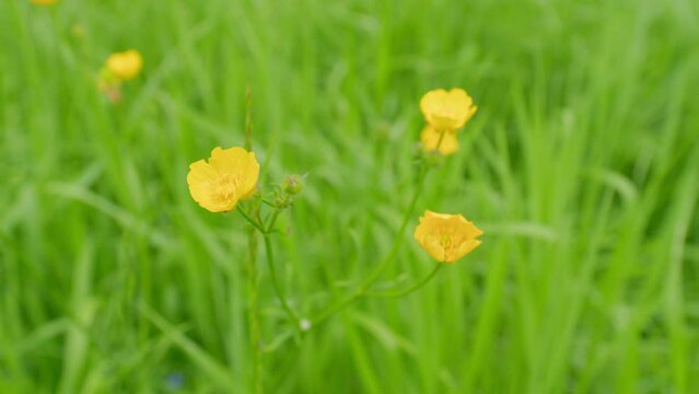 Ranunculus repens swaying in the wind. Meadow yellow flowers buttercup thicket. Lesser spearwort. Close up.