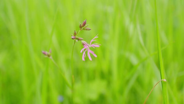 Flower of a ragged-robin plant, silene flos-cuculi. Wild plant shot in summer. Static.