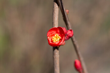 Closeup of flowering of Japanese quince or Chaenomeles japonica tree red flowers on a branch on a...