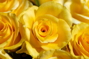 Cloweup photography of yellow roses,natural background.