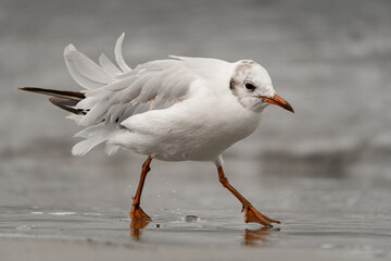Close-up of white-gray gull walks along the sandy shore near the water