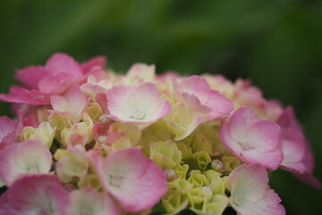 Obraz premium 雨の季節