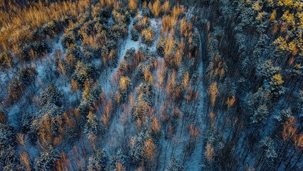 Fototapeta Las z drona zima. obraz
