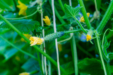 cucumber