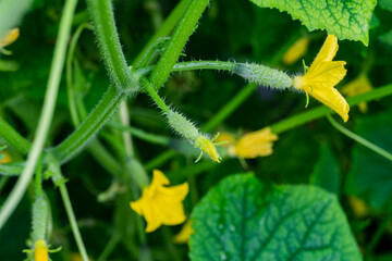yellow flower of cucumber