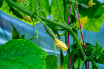 cucumber blooming