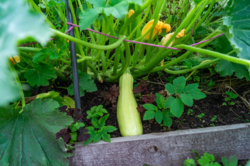 zucchini on the ground