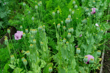 blooming poppy