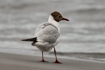 rear view of black-headed gull standing on shore on blurred background