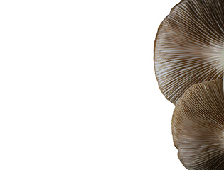 View from the bottom of King Trumpet Mushroom, looking up at gills under the cap, with a transparent background. Closeup