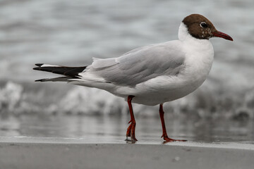 Fototapeta premium Side view of black-headed gull walking on the beach