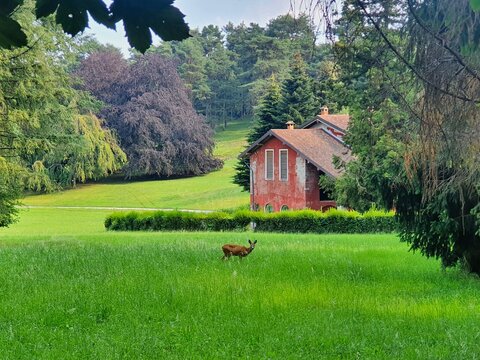 A deer in regional park "Campio dei fiori" in Varese, Italy 