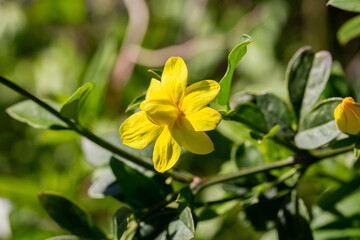 Obraz na płótnie Canvas Primrose Jasmine or Jasminum mesnyi, bright yellow flowers, close up