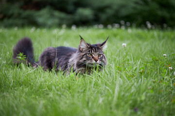 Naklejka na ściany i meble Beautiful large fluffy cat with long fluffy tail walks in the yard on green lawn.