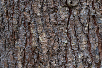 texture of the bark of Himalayan cedar Cedrus deodara