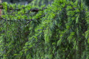 Young bright green needles of Himalayan cedar Cedrus Deodara, Deodar growing on embankment of resort town of Adler. Close-up. Black Sea. Blurred background. S