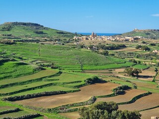 Green terraces on Gozo  
