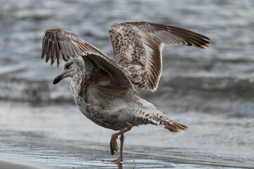 Close-up view of gull with outspread wings walking on the beach against blurred background.