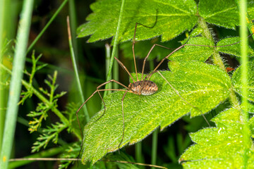 A longlegged spider on a leaf