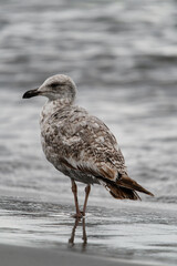 Close-up of gull walking on the beach against a blurred background.