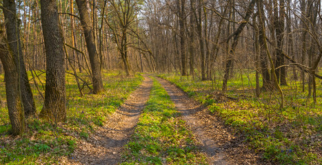 Fototapeta premium ground road through the green forest, summer outdoor background