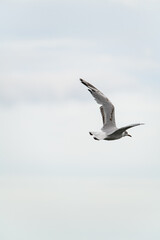 Fototapeta na wymiar beautiful young black-headed gull flies with its wings spread wide against sky