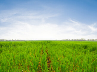 wide green rural fields landscape