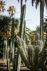 Garcia Sanabria Park and gardens, Santa Cruz de Tenerife.
