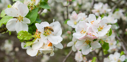 closeup apple tree branch in blossom, spring rural background