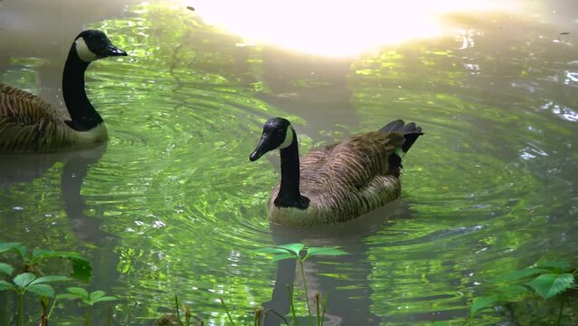 A gray goose swims along the lake. Askania-Nova