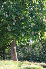 Castaño en flor