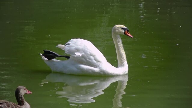 Swan swims on the water, reflection in the water