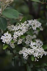 Flor del espino blanco