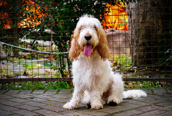 Cute vendee basset griffon dog is sitting in park in evening. Dog with his tongue hanging out.