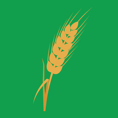 Fototapeta premium Dry spikelet of rye, illustration, vector