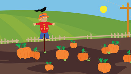 Obraz na płótnie Canvas Pumpkins in the field and a scarecrow