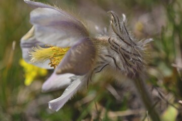 Pulsatille printanière en pleine floraison