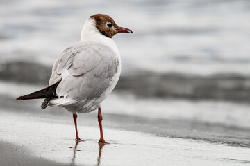 pretty gull standing on sandy coast on blurred background.