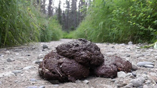 Grizzly bear droppings on road, Brooks Falls 
North America Wildlife and Nature, Brooks Falls - Katmai National Park,2022 
