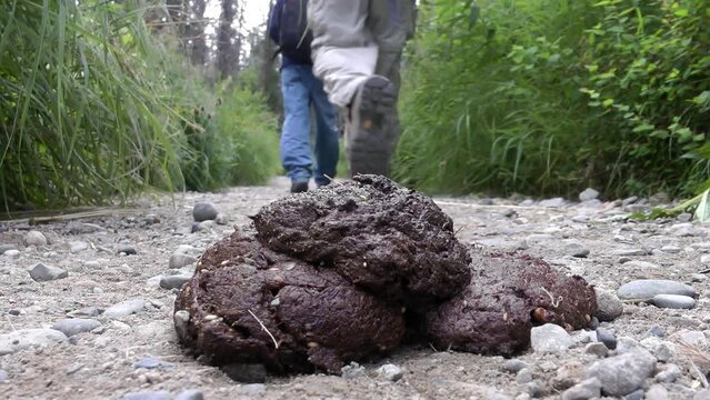 Unidentified travelers walking close to Grizzly bear droppings 
North America Wildlife and Nature, Brooks Falls - Katmai National Park,2022 
