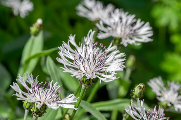 Centaurea montana perennial mountain cornflower in bloom, cultivated snowy white montane knapweed bluet alba flowering plant