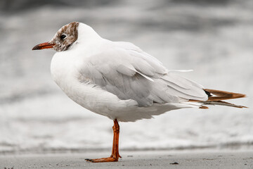 Close-up side view of pretty seagull with mottled head on blurred background.
