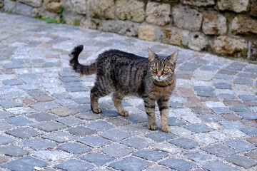 adult young homeless stray cat of whiskas color walks outdoor on ancient paving stones, concept of survival of abandoned animals in city, sterilization and treatment of cats, pet shelters