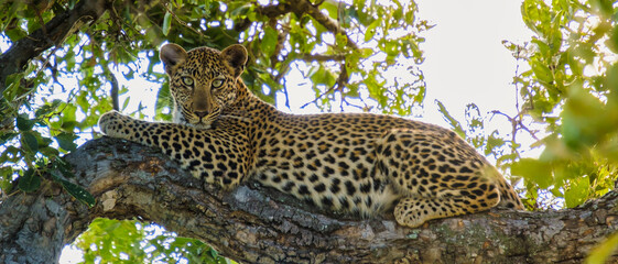 Leopard in Kruger national park South Africa. leopard or panther closeup with eye contact back profile overturn in rainy monsoon season in the green background during wildlife safari at forest bush - obrazy, fototapety, plakaty