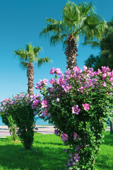 Obraz premium palm and flowers