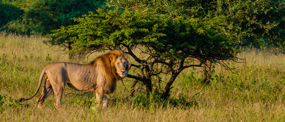 Lion male and female pairing during sunset in South Africa Thanda Game reserve Kwazulu Natal. savannah bush with Lion male and female pairing.